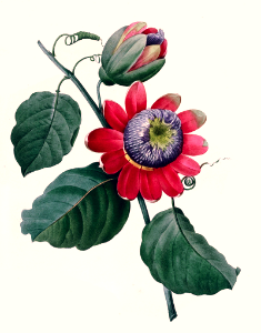 Winged-stem passion flower (Passiflora alata). Redouté, P.J., Choix des plus belles fleurs et des plus beaux fruits (1833)