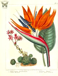 Cobweb Houseleek (Sempervivum arachnoideum), and Bird of Paradise (Strelitzia reginae) The new botanic garden (1812). Free illustration for personal and commercial use.