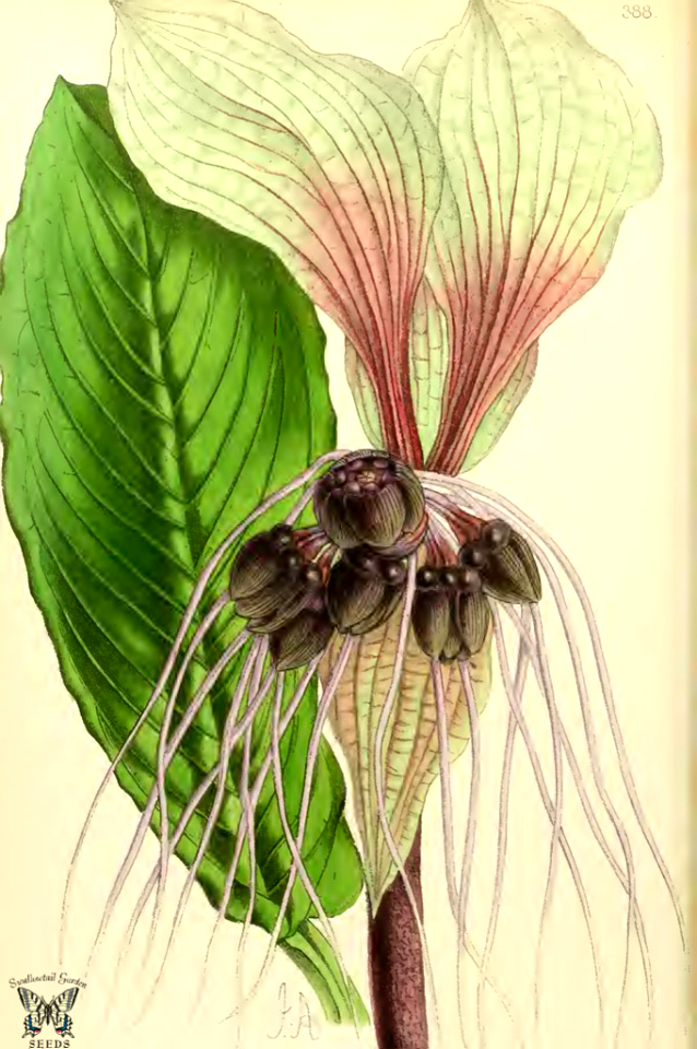 White Batflower (Tacca integrifolia). A unique and amazing flower. Long whisker-like bracts reach up to 1 foot long. Illustration is accurate in color, chartreuse is more often seen than white.  The Floral Magazine vol. 7 (1868)