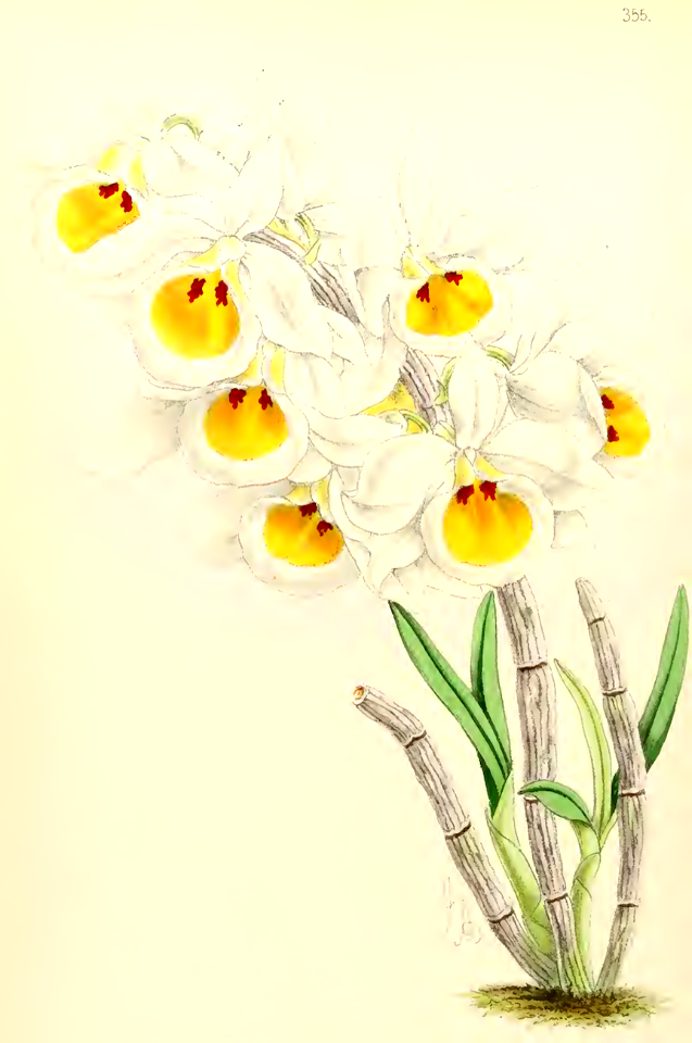 Lady Benson's Dendrobium (Dendrobium bensoniae). The Floral Magazine vol. 6 (1867)