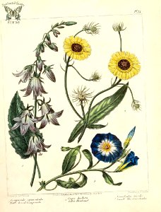 Nettle leaved Campanula (Campanula rupunculoides), Yellow Hawkweed (Crepis foetida as Crepis barbata), and Small Blue Convolvulus (Convolvulus tricolor). The new botanic garden (1812). Free illustration for personal and commercial use.