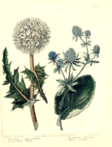 Great Globe Thistle (Echinops sphaerocephalus) and Alpine Eryngo (Eryngium alpinum). The new botanic garden (1812). Free illustration for personal and commercial use.
