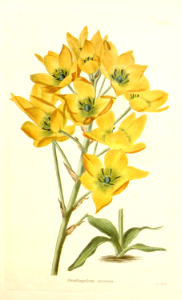 Sun Star. Ornithogalum dubium {as O. aureum] Bulbous perennial endemic to South Africa. Blooms in winter and early spring. The Latin name &quot;dubium&quot; denotes it is unlike others in the genus. The Botanical Cabinet vol. 12 (1826).