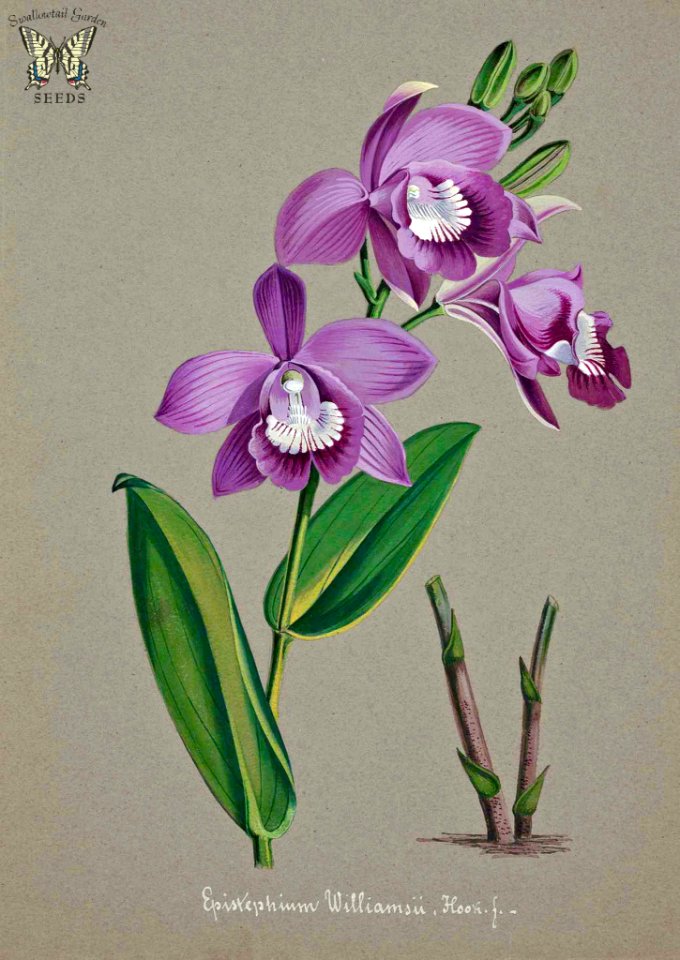 Epistephium williamsii. Collection of Orchids-aquarelles originales (1850-1870)