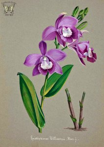 Epistephium williamsii. Collection of Orchids-aquarelles originales (1850-1870). Free illustration for personal and commercial use.