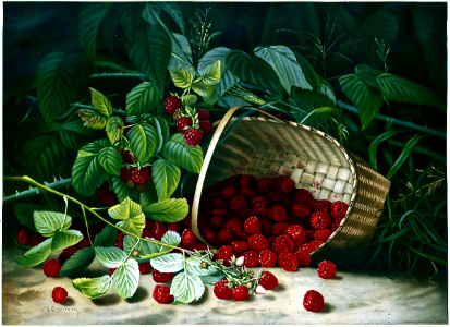 Raspberries by Virginia Granberry (1831-1921).. Free illustration for personal and commercial use.