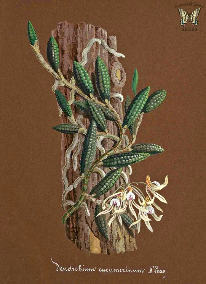 Cucumber Orchid. Dockrillia cucumerina [as Dendrobium cucumerinum]. Collection of Orchids-aquarelles originales (1850-1870)