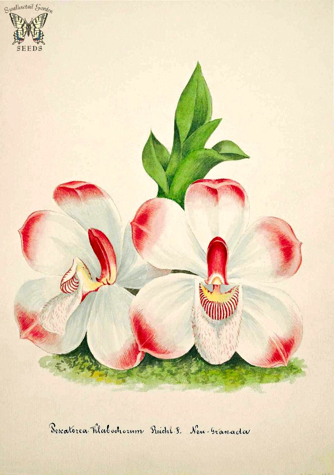 The Klaboch Brother's Pescatorea. Pescatoria klabochorum. Collection of Orchids-aquarelles originales (1850-1870)