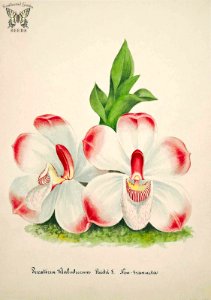 The Klaboch Brother's Pescatorea. Pescatoria klabochorum. Collection of Orchids-aquarelles originales (1850-1870)