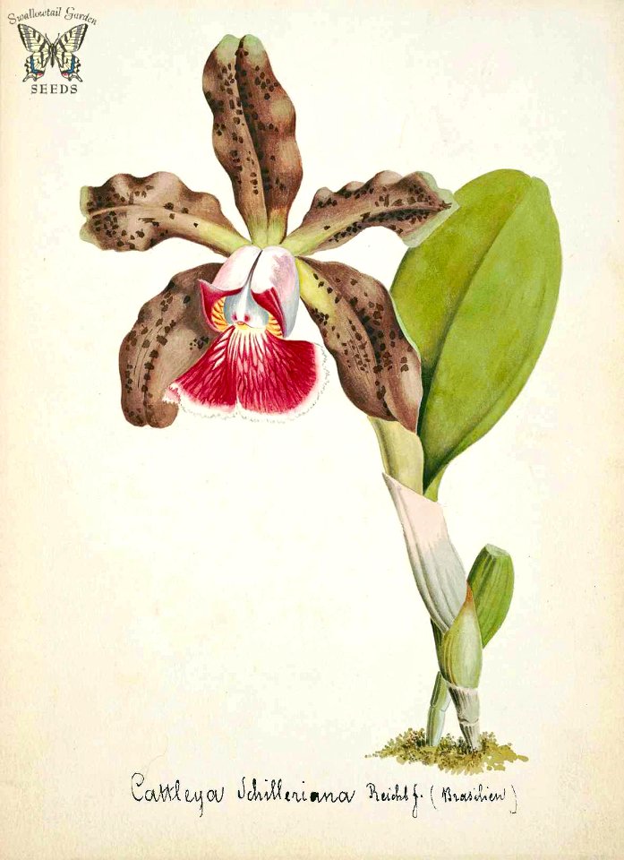 Consul Schiller's Cattleya. Cattleya schilleriana. Collection of Orchids-aquarelles originales (1850-1870)