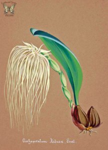 Medusa's Bulbophyllum. Bulbophyllum medusae [as Cirrhopetalum medusae]