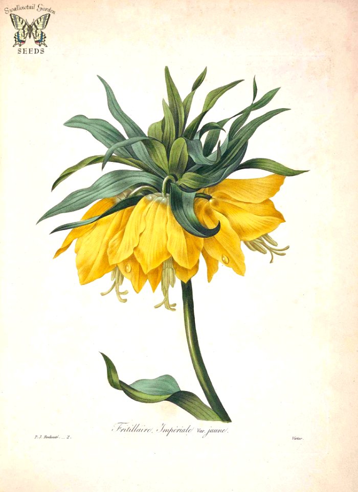 Crown Imperial. Fritillaria imperialis. Choix des plus belles fleurs -et des plus beaux fruits par P.J. Redouté. (1833). Free illustration for personal and commercial use.
