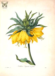 Crown Imperial. Fritillaria imperialis. Choix des plus belles fleurs -et des plus beaux fruits par P.J. Redouté. (1833). Free illustration for personal and commercial use.