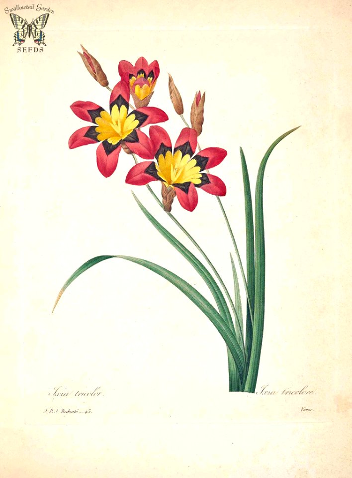 Wandflower, Harlequin Flower, Sparaxis. Sparaxis tricolor [as Ixia tricolor]. Choix des plus belles fleurs -et des plus beaux fruits par P.J. Redouté. (1833)
