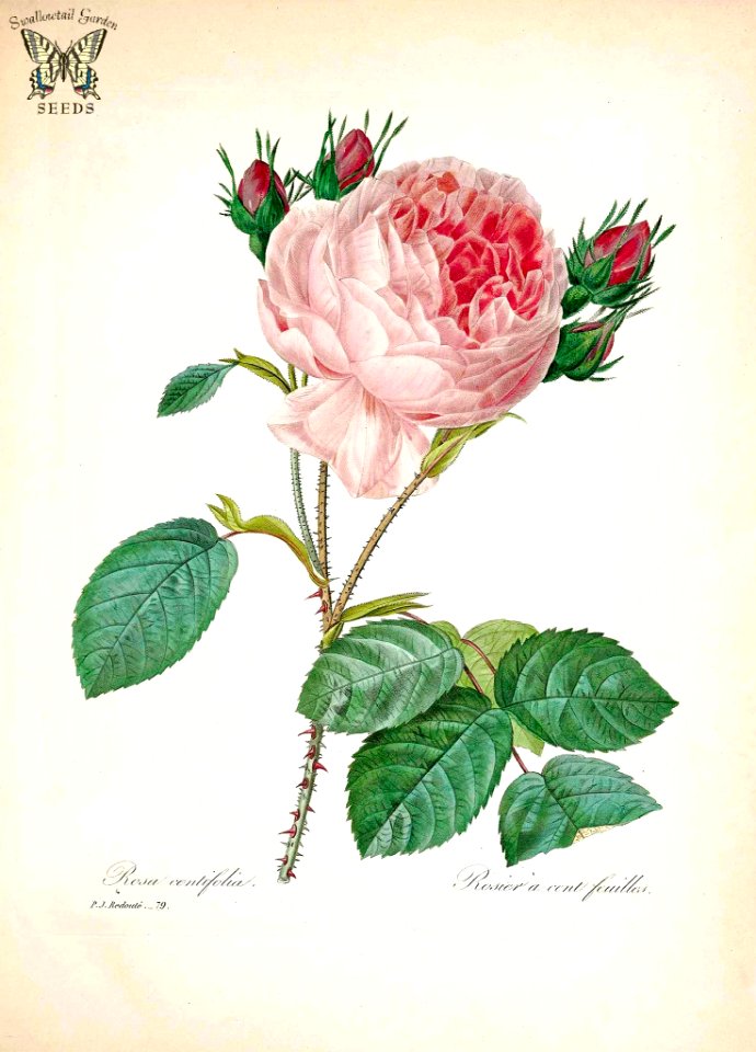 Provence Rose (Rosa centifolia).