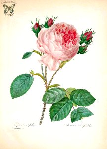 Provence Rose (Rosa centifolia).