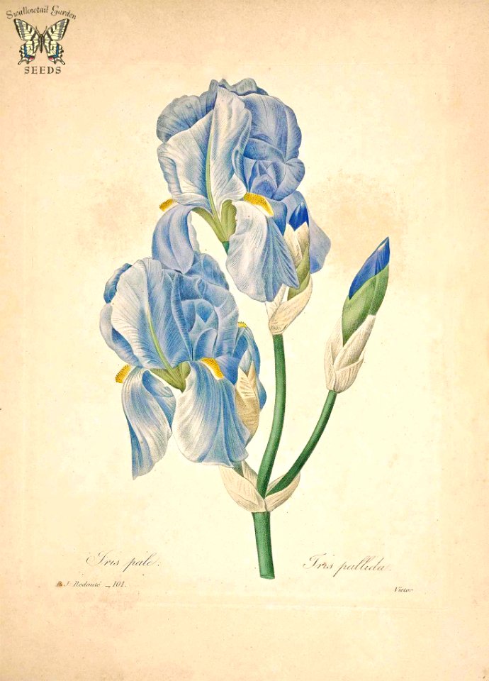 Dalmation Iris, Sweet Iris. Iris pallida. Choix des plus belles fleurs -et des plus beaux fruits par P.J. Redouté. (1833)