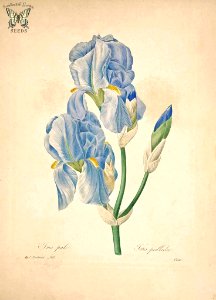 Dalmation Iris, Sweet Iris. Iris pallida. Choix des plus belles fleurs -et des plus beaux fruits par P.J. Redouté. (1833). Free illustration for personal and commercial use.