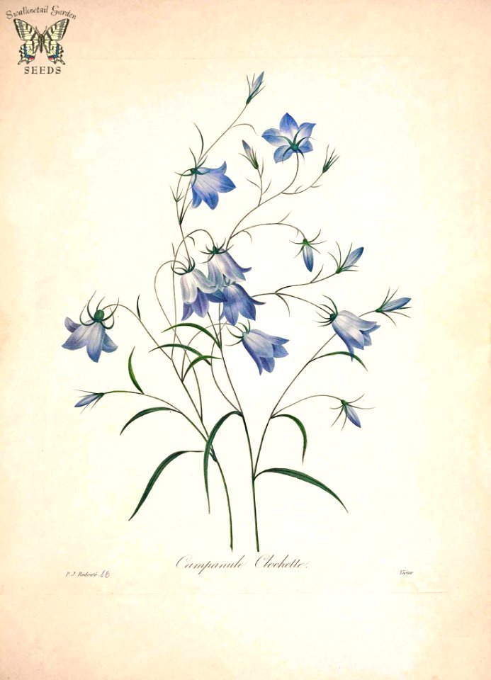 Rampion Bellflower, Creeping Bellflower. Campanula rapunculoides. Choix des plus belles fleurs -et des plus beaux fruits par P.J. Redouté. (1833)