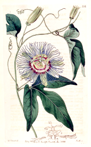 Passion Fruit. Passiflora edulis (1818).. Free illustration for personal and commercial use.