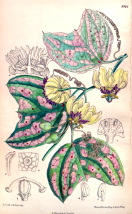 Passiflora punctata (1906). Yellow flowers are wonderfully fragrant. Native to Mexico and Jamaica. Introduced in 1733.