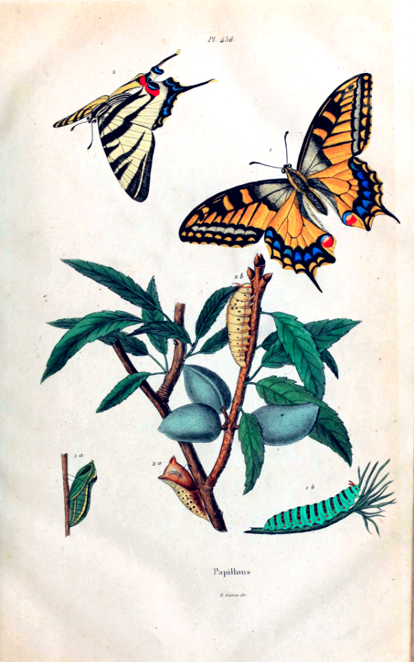 Swallowtail Butterflies and caterpillars. Dictionnaire pittoresque d’histoire naturelle et des phénomènes de la nature, vol. 7: t. 456 (1833-1839)