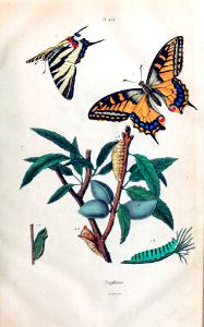 Swallowtail Butterflies and caterpillars. Dictionnaire pittoresque d’histoire naturelle et des phénomènes de la nature, vol. 7: t. 456 (1833-1839). Free illustration for personal and commercial use.
