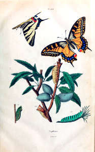 Swallowtail Butterflies and caterpillars. Dictionnaire pittoresque d’histoire naturelle et des phénomènes de la nature, vol. 7: t. 456 (1833-1839)