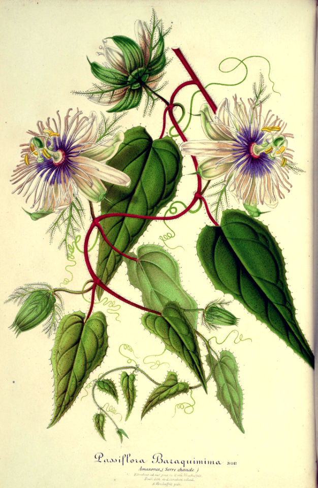 Wild Maracuja. Passiflora foetida as P. Baraquimima. Bracts trap insects with a stickly substance that contains digestive enzymes. Fruit is orange-red when ripe with mildly sweet bluish white pulp (1861).