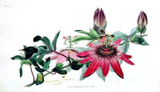 Passiflora caerulea x racemosa cv. racemosa (1826).. Free illustration for personal and commercial use.