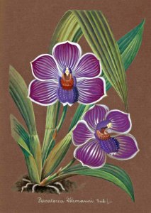 Pescatoria lehmannii. Collection of Orchids-aquarelles originales (1850-1870)