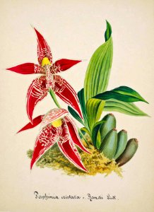 The Combed Paphinia. Paphinia cristata var. Randi. Collection of Orchids-aquarelles originales (1850-1870). Free illustration for personal and commercial use.