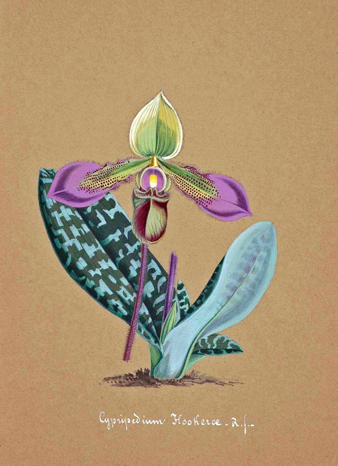 Paphiopedilum hookerae [as Cypripedium hookerae]. Collection of Orchids-aquarelles originales (1850-1870)