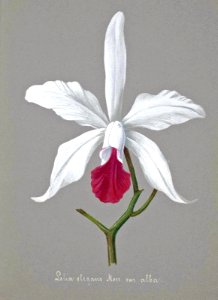Laelia elegans var. alba.. Free illustration for personal and commercial use.