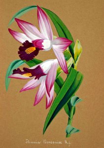 Thunia bensoniae. Collection of Orchids-aquarelles originales (1850-1870)