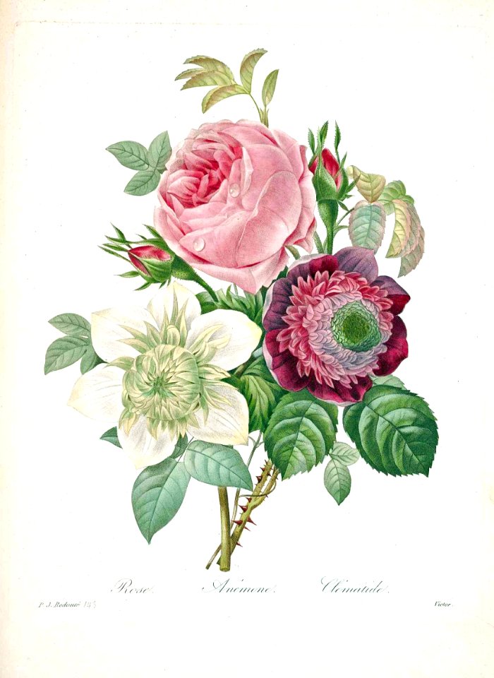 Rose, Anemone, and Clematis. Redouté, P.J., Choix des plus belles fleurs et des plus beaux fruits, t. 143 (1833) [P.J. Redoute]