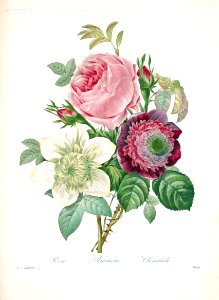 Rose, Anemone, and Clematis. Redouté, P.J., Choix des plus belles fleurs et des plus beaux fruits, t. 143 (1833) [P.J. Redoute]. Free illustration for personal and commercial use.