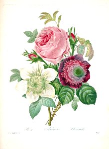 Rose, Anemone, and Clematis. Redouté, P.J., Choix des plus belles fleurs et des plus beaux fruits, t. 143 (1833) [P.J. Redoute]