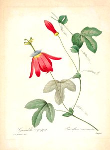 Grenadille a grappes, Red Passion Flower (Passiflora racemosa)