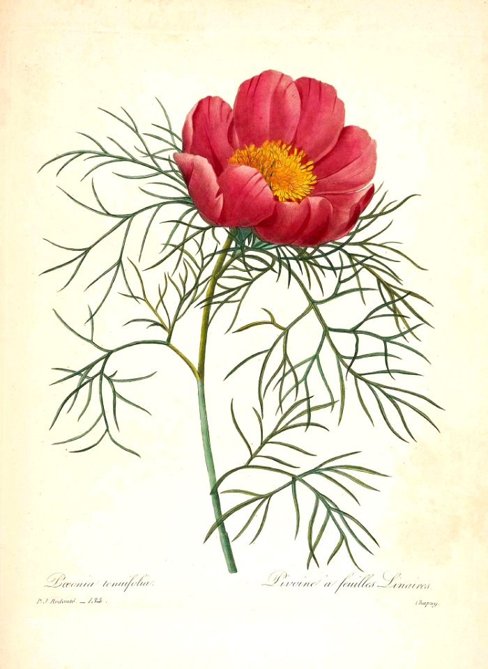 Fern Leaf Peony (Paeonia tenuifolia). Redouté, P.J., Choix des plus belles fleurs et des plus beaux fruits, t. 134 (1833) [P.J. Redoute]