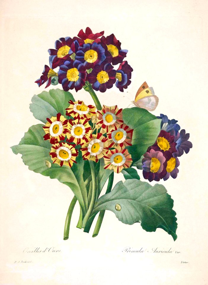 Mountain Cowslip. Primula auricula. Choix des plus belles fleurs -et des plus beaux fruits par P.J. Redouté. (1833)