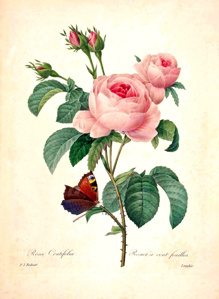 Provence Rose. Rosa centifolia. Choix des plus belles fleurs :et des plus beaux fruits par P.J. Redouté. (1833)