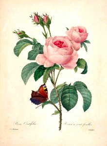 Provence Rose. Rosa centifolia. Choix des plus belles fleurs :et des plus beaux fruits par P.J. Redouté. (1833). Free illustration for personal and commercial use.
