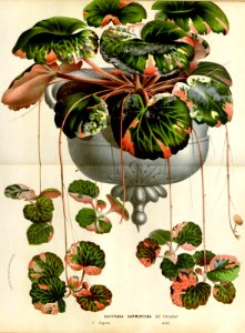Creeping Saxifrage. Saxifraga stolonifera (as Saxifraga sarmentosa var. fol. tricolor) Houtte, L. van, Flore des serres et des jardin de l’Europe, vol. 21 (1875)