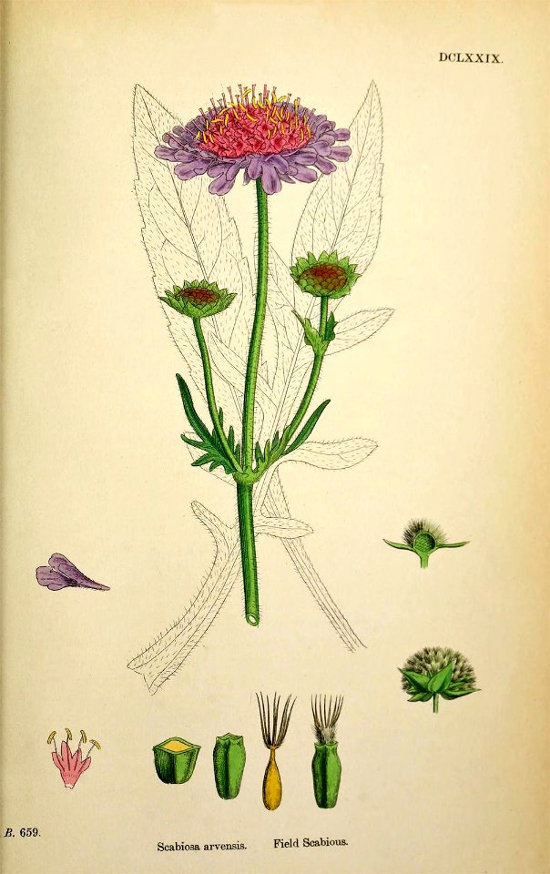Field Scabious. Scabiosa arvensis. English Botany, or Coloured Figures of British Plants, ed. 3 [B] [J.E. Sowerby et al], vol. 4: t. 679 (1865)