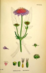Field Scabious. Scabiosa arvensis. English Botany, or Coloured Figures of British Plants, ed. 3 [B] [J.E. Sowerby et al], vol. 4: t. 679 (1865)