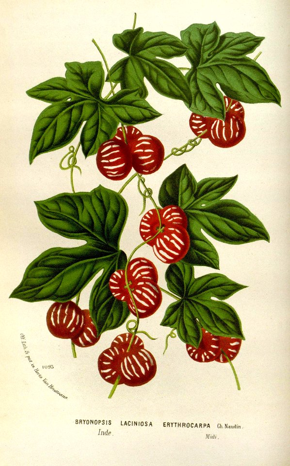 Cayaponia laciniosa var. erythrocarpa [as Bryonopsis laciniosa Naudin var. erythrocarpa] Houtte, L. van, Flore des serres et des jardin de l’Europe, vol. 21 (1845)