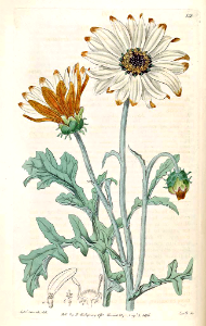 African Daisy. Arctotis aspera. Botanical Register, vol. 2 (1816) [S. Edwards]. Free illustration for personal and commercial use.