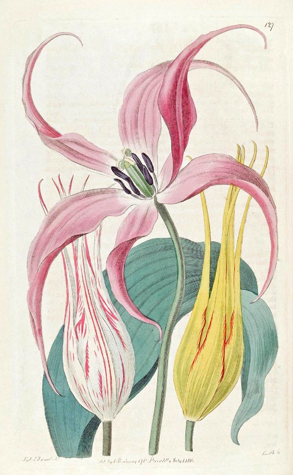 Garden Tulip. Tulipa gesneriana [as Tulipa cornuta]  Botanical Register, vol. 2 (1816) [S. Edwards]