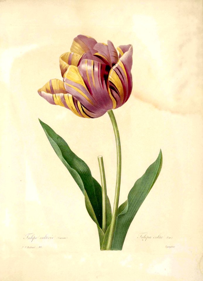 Garden tulip. Watercolour by P.J. Redouté.
